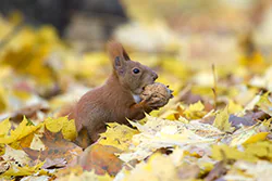 Wiewiórka (Sciurus vulgaris)