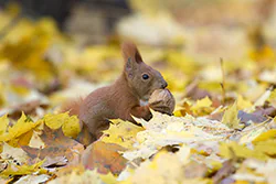 Wiewiórka (Sciurus vulgaris)