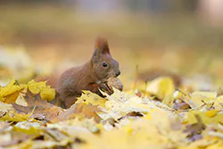 Wiewiórka (Sciurus vulgaris)