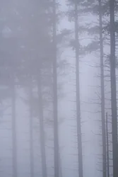 Zimowa Szyndzielnia, Beskid Śląski ()