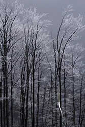 Zimowa Szyndzielnia, Beskid Śląski ()