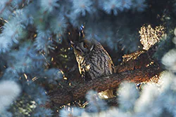 Uszatka (Asio otus)
