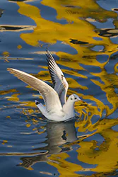 Black-headed Gull (Larus ridibundus)
