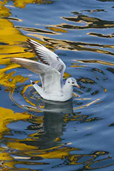 Black-headed Gull (Larus ridibundus)