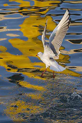 Black-headed Gull (Larus ridibundus)