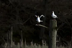 Black-headed Gull (Larus ridibundus)