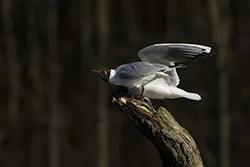 Black-headed Gull (Larus ridibundus)