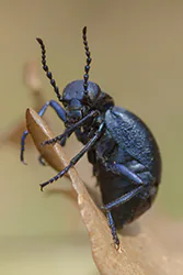 Oleica krówka (Meloe proscarabaeus)