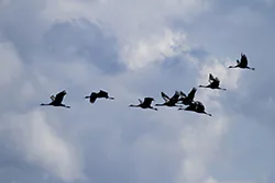 Żuraw (Grus grus)
