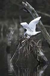 Black-headed Gull (Larus ridibundus)