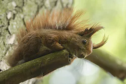 Wiewiórka (Sciurus vulgaris)