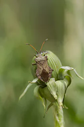 Wtyk straszyk (Coreus marginatus)