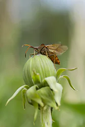 Wtyk straszyk (Coreus marginatus)