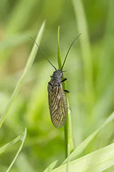Alderfly (Sialis lutaria)