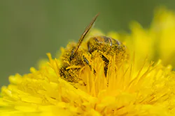 Pszczoła miodna (Apis mellifera)