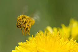 Pszczoła miodna (Apis mellifera)