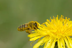 Pszczoła miodna (Apis mellifera)