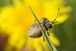 Wtyk straszyk (Coreus marginatus)