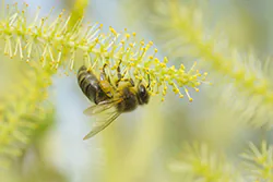 Pszczoła miodna (Apis mellifera)