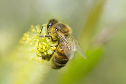 Pszczoła miodna (Apis mellifera)