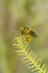 Pszczoła miodna (Apis mellifera)