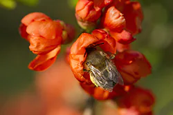 Bumblebee (Bombus sp)