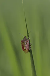 Sloe Bug (Dolycoris baccarum)