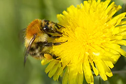 Bumblebee (Bombus sp)