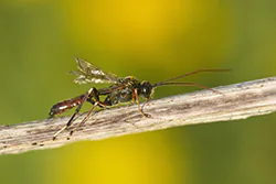 Gąsienicznik (Ichneumonoidea)
