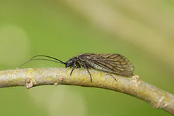 Alderfly (Sialis lutaria)
