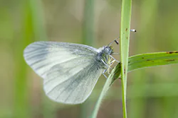 Wietek gorczycznik (Leptidea sinapis)
