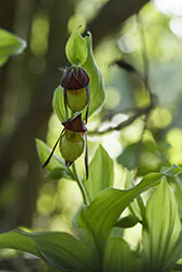 Obuwik pospolity (Cypripedium calceolu)