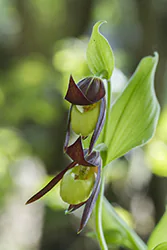 Obuwik pospolity (Cypripedium calceolu)