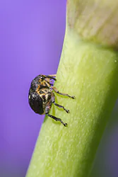 Jednorek kosaćcowy (Mononychus punctumalbum)