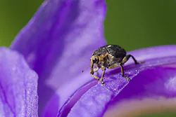 Jednorek kosaćcowy (Mononychus punctumalbum)