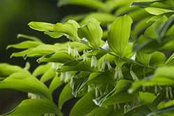 Kokoryczka wielokwiatowa (Polygonatum multiflorum)