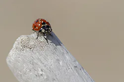 Seven-spot Ladybird (Coccinella septempunctata)