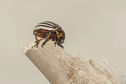 Stonka ziemniaczana (Leptinotarsa decemlineata)