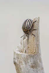 Stonka ziemniaczana (Leptinotarsa decemlineata)