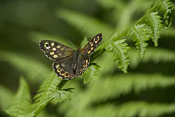 Speckled Wood (Pararge aegeria)