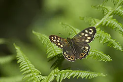 Speckled Wood (Pararge aegeria)