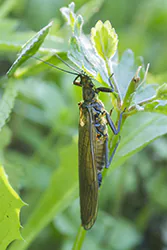 Widelnica (Perlodes microcephala)