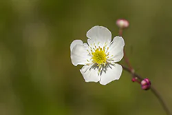 Jaskier platanolistny (Ranunculus platanifolius)