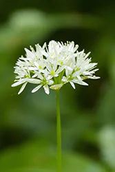 Czosnek niedźwiedzi (Allium ursinum)