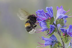Bumblebee (Bombus sp)