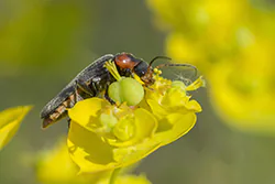 Omomiłek (Cantharis nigricans)