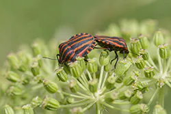  (Graphosoma lineatum)