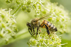 Pszczoła miodna (Apis mellifera)