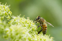 Pszczoła miodna (Apis mellifera)