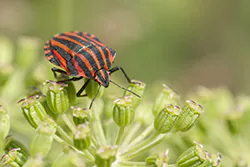  (Graphosoma lineatum)